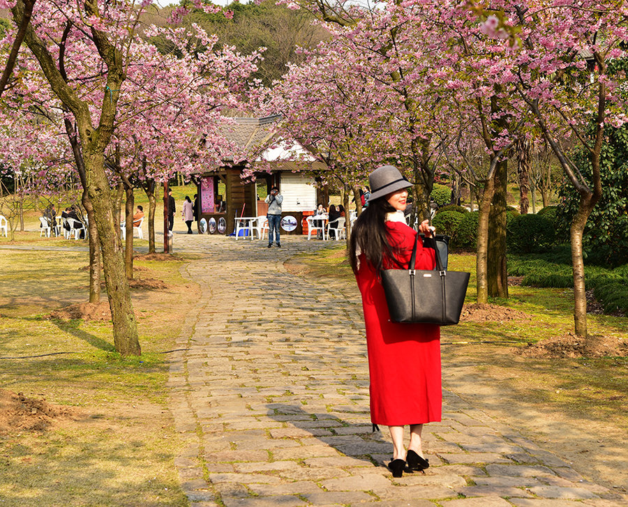 【无锡鼋头渚公园盛开的早樱花摄影图片】风光