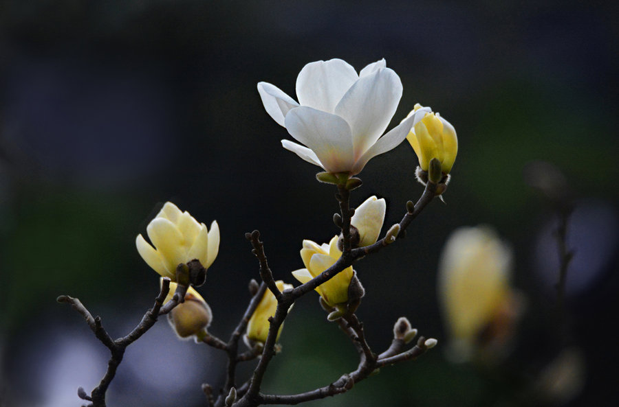 白玉兰