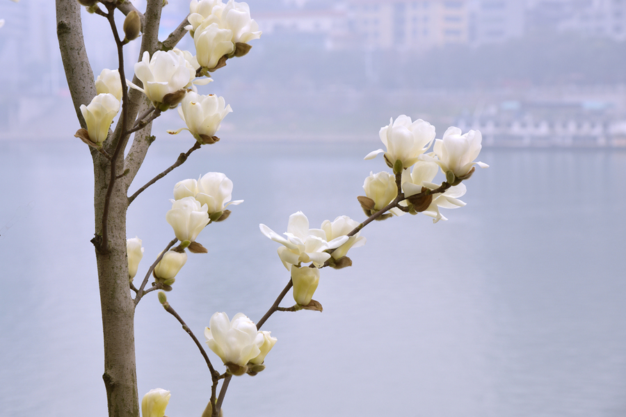 白玉兰花