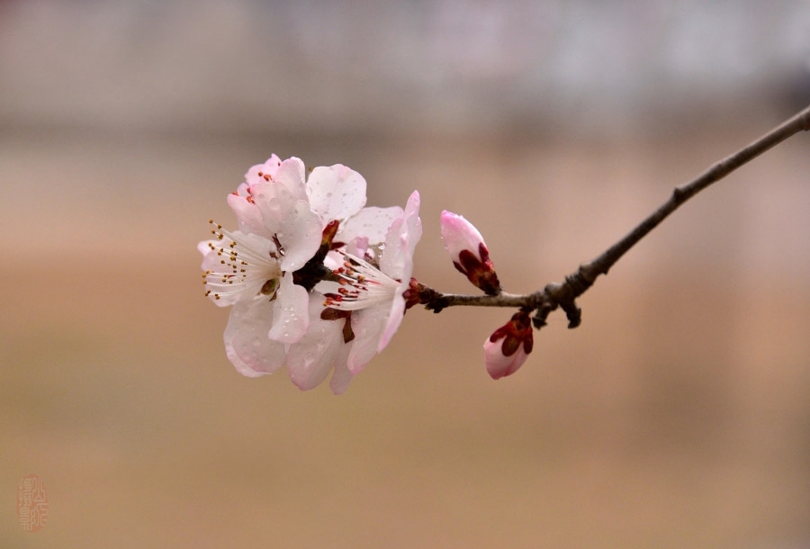 小区里的山桃花 (共 18 p)