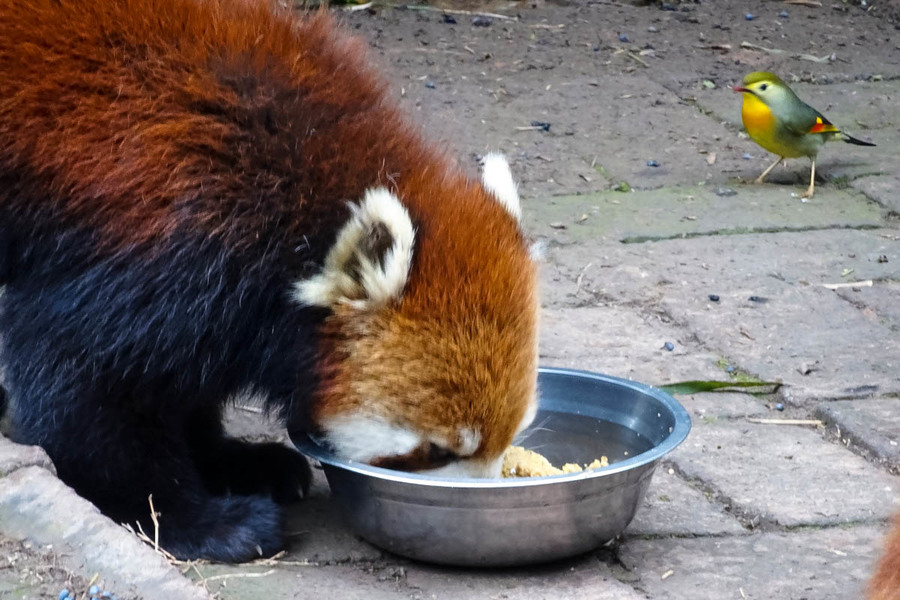 与小熊猫抢食的小鸟们