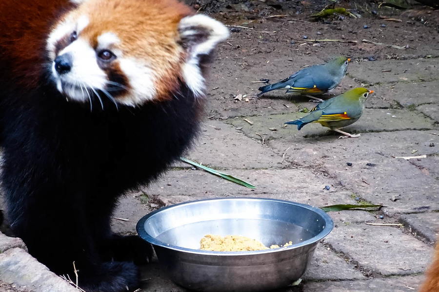 与小熊猫抢食的小鸟们