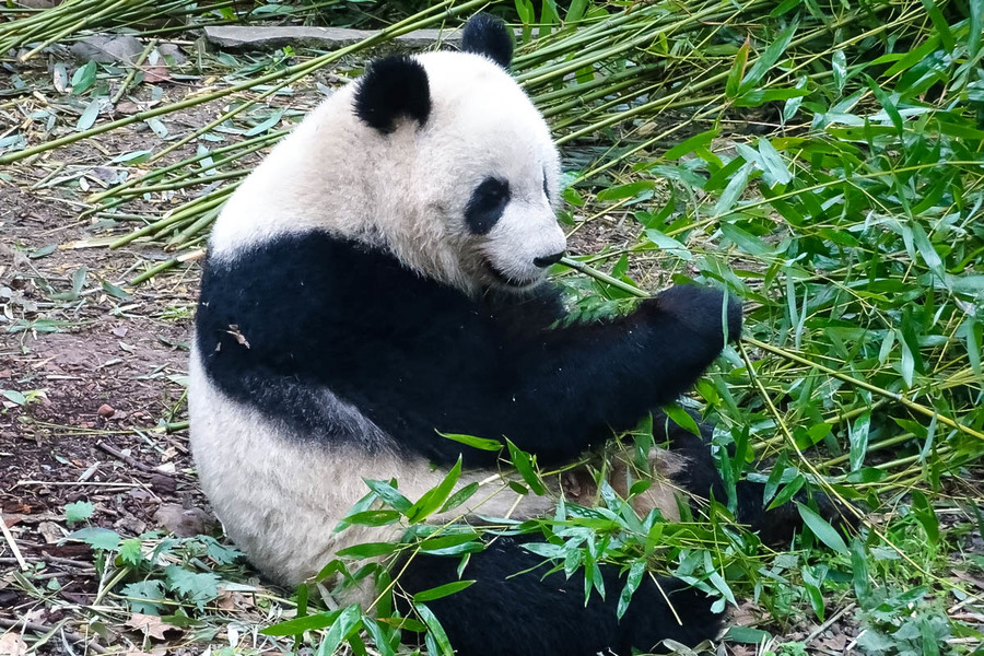 憨态可掬的大熊猫