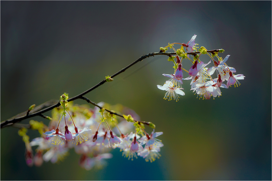 北京樱花开的美