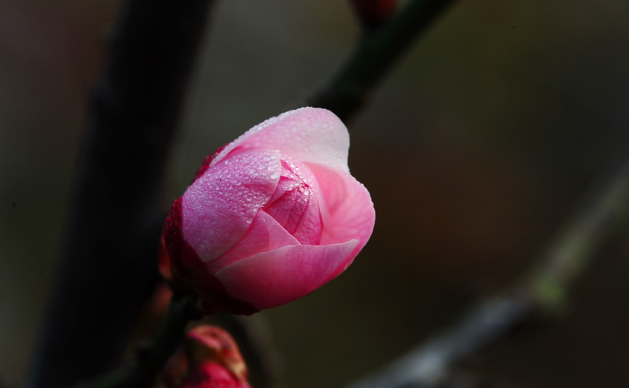 几朵梅花