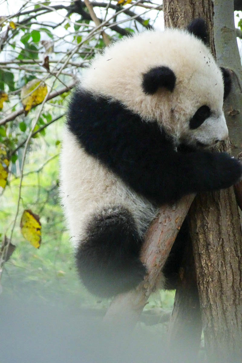 【调皮的熊猫乖乖摄影图片】生态摄影