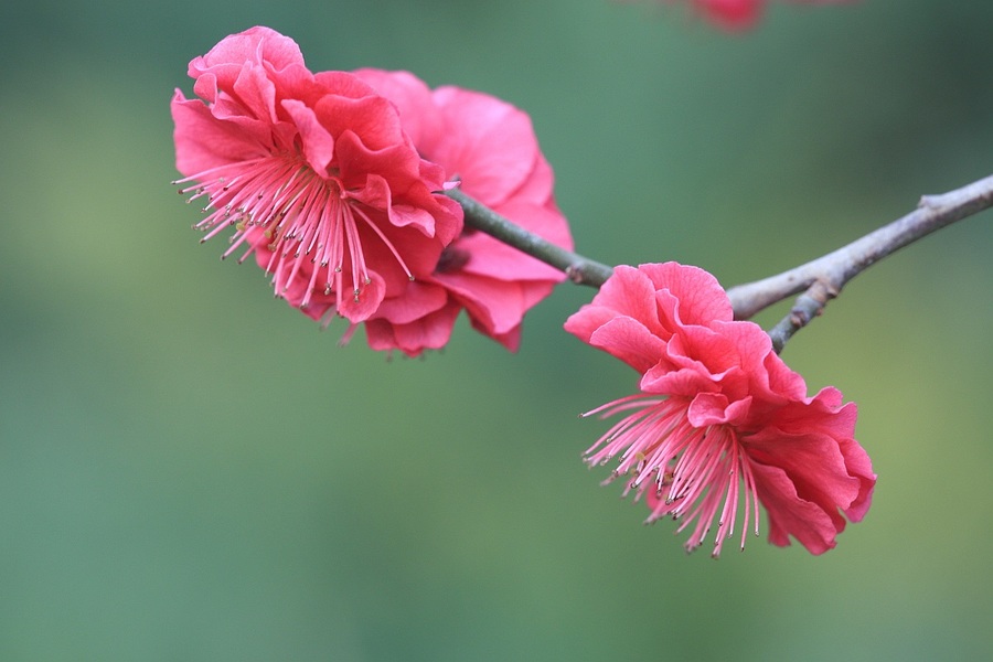 春花灿烂