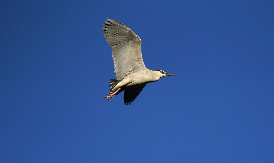 【索尼微单A6500打鸟,从此不再负重前行摄影