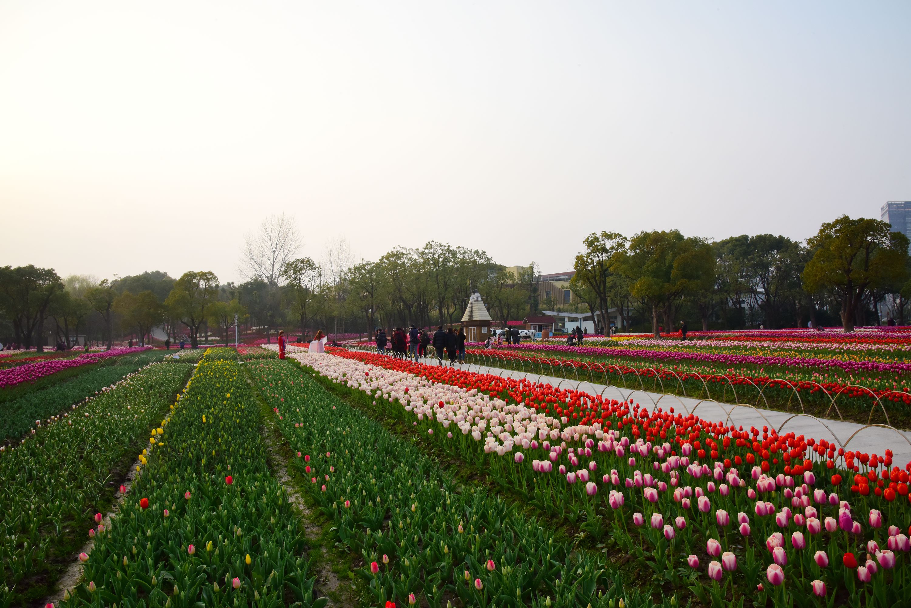 上海大宁郁金香公园赏花