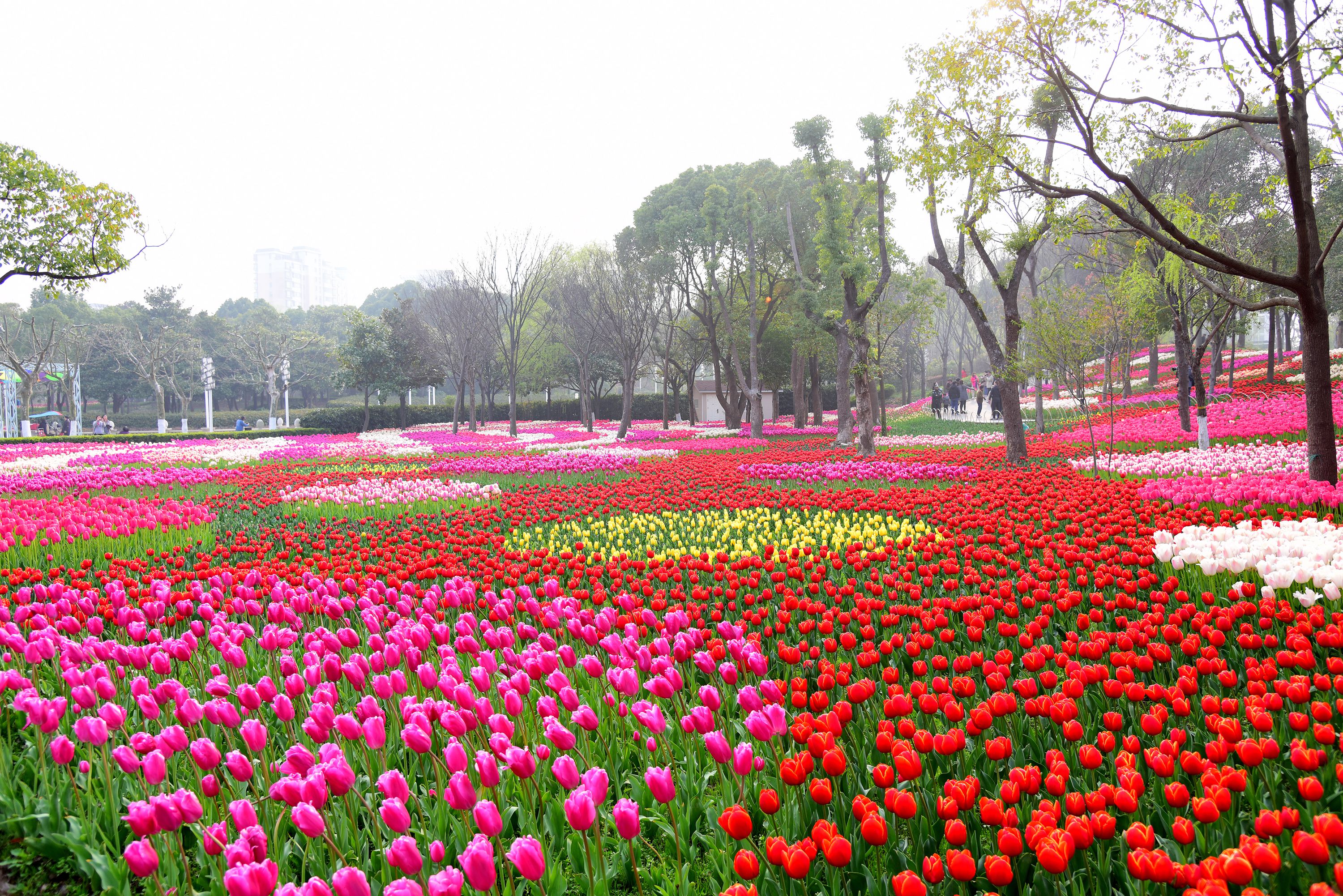 上海大宁郁金香公园赏花