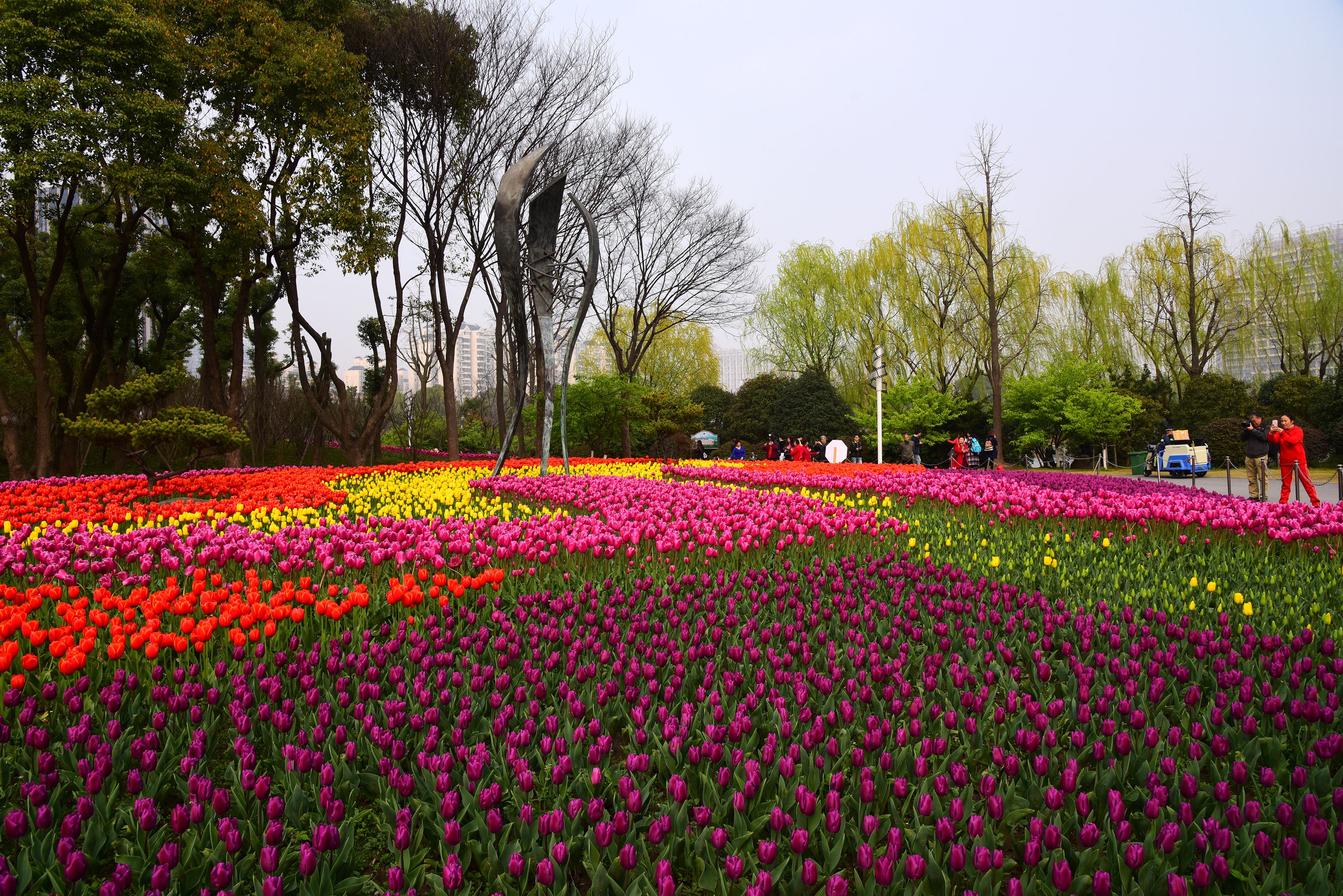 上海大宁郁金香公园赏花