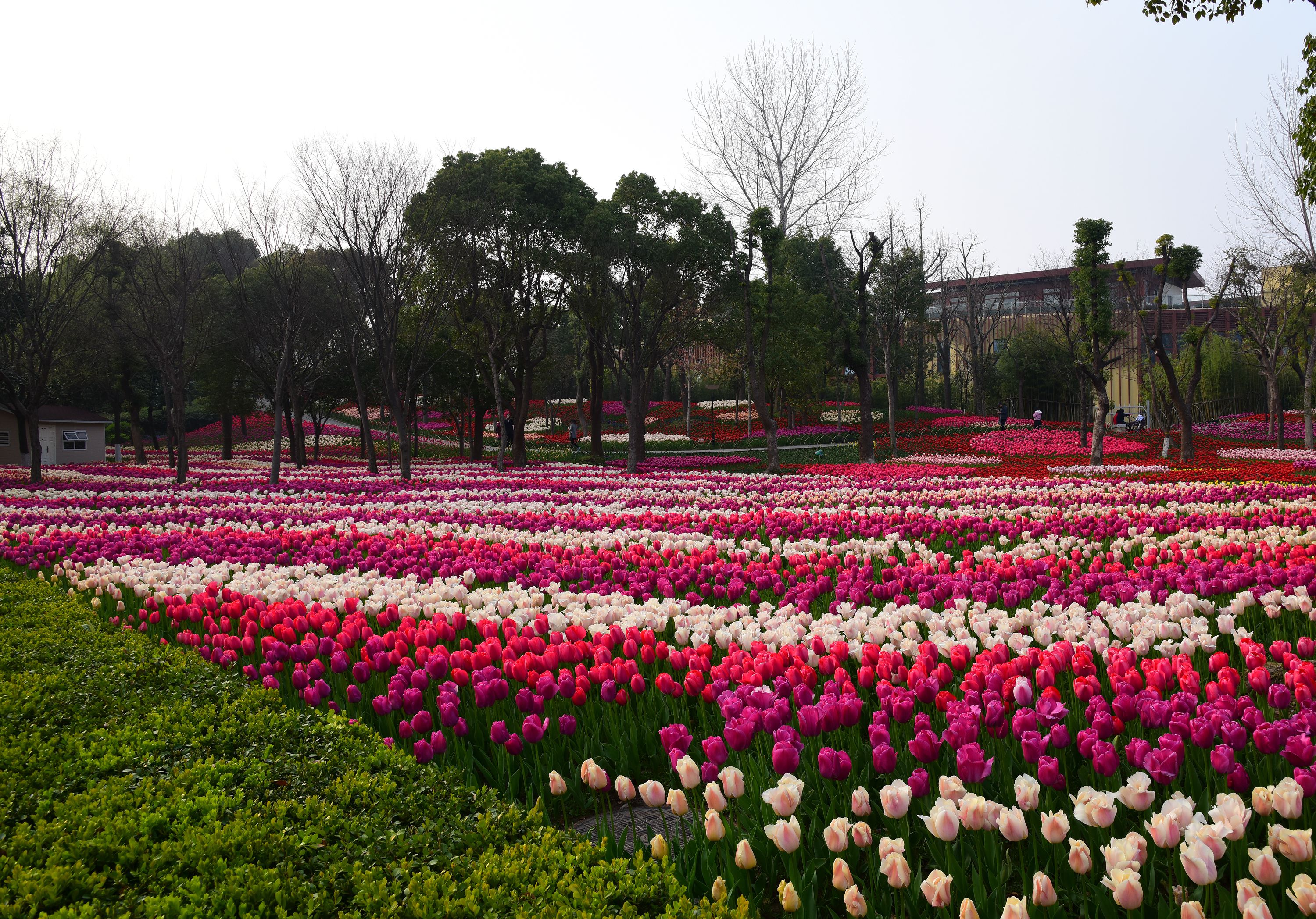 上海大宁郁金香公园赏花