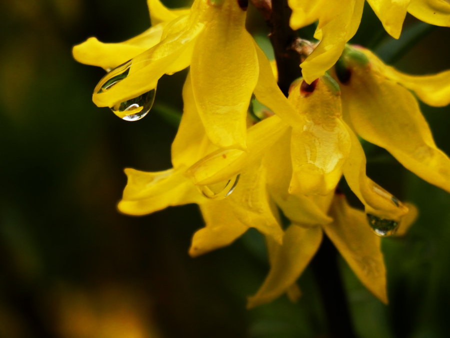 雨中连翘花