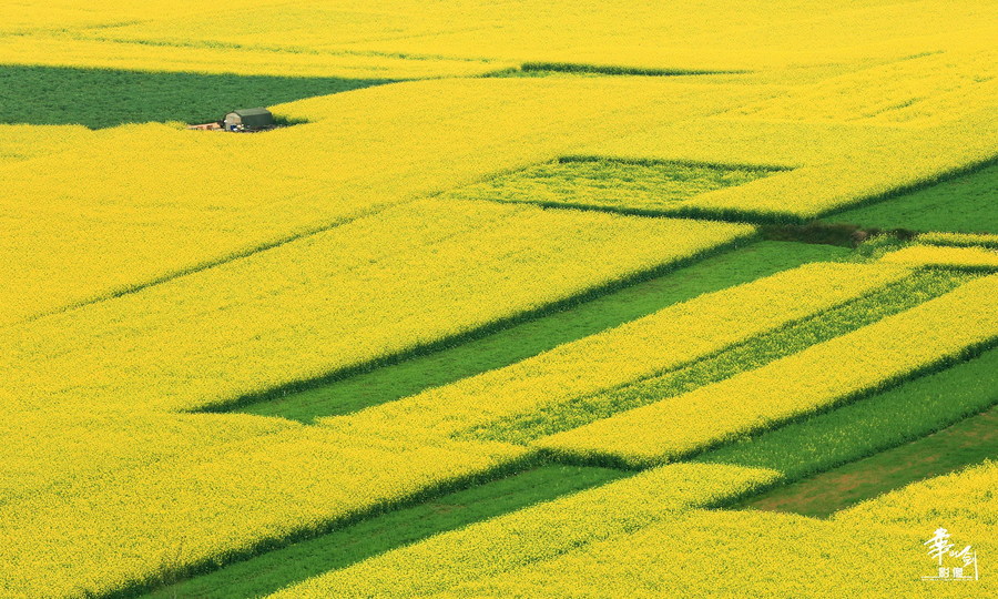 罗平油菜花田之图案构成