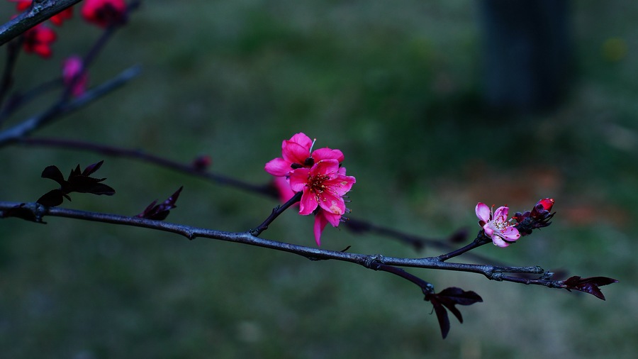 晚春桃花红
