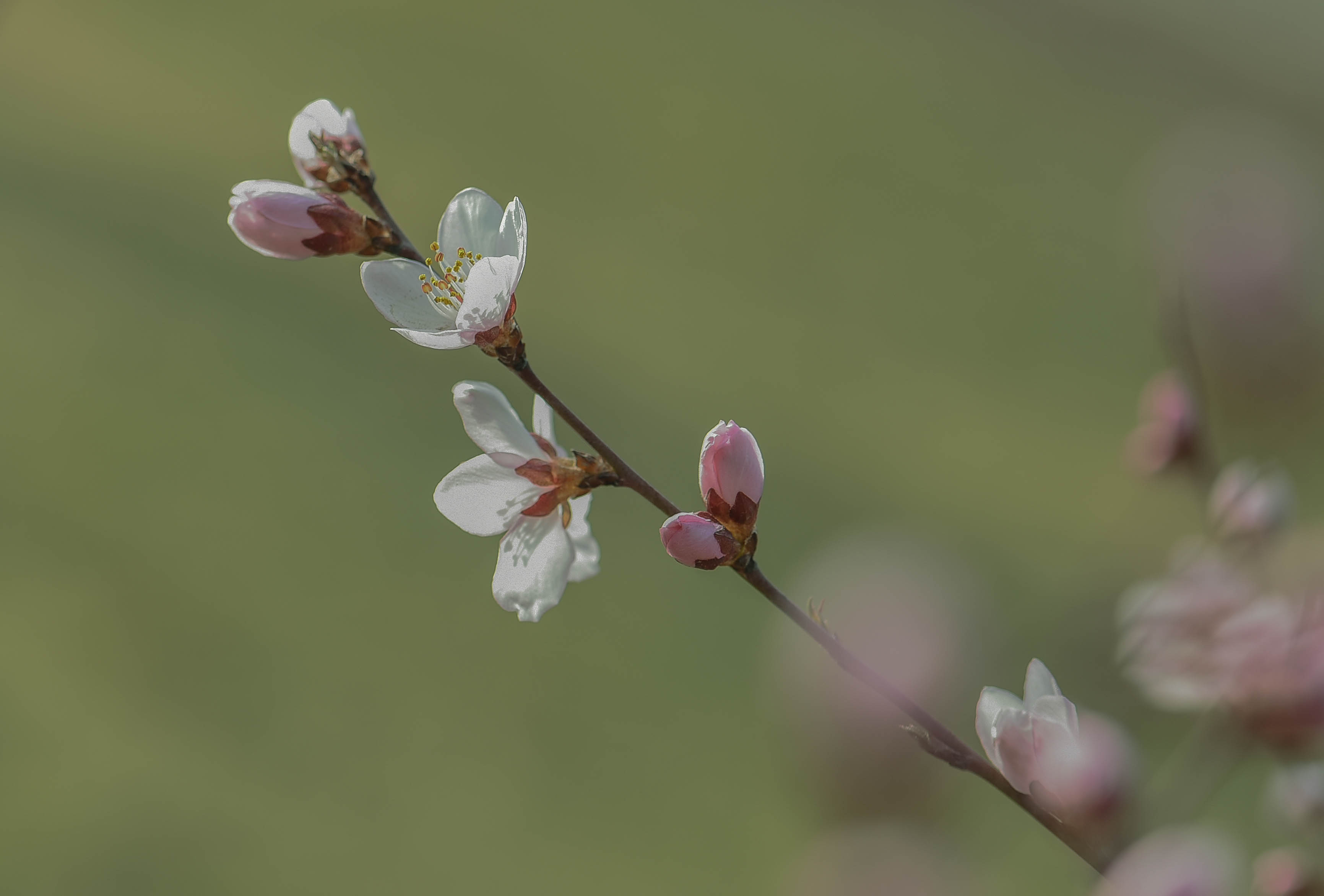 春来发几枝