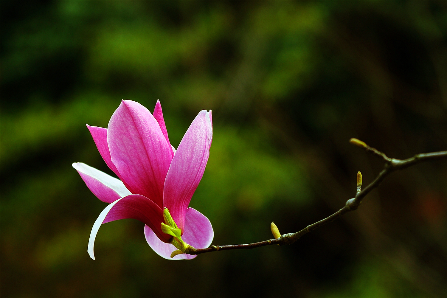 玉兰花