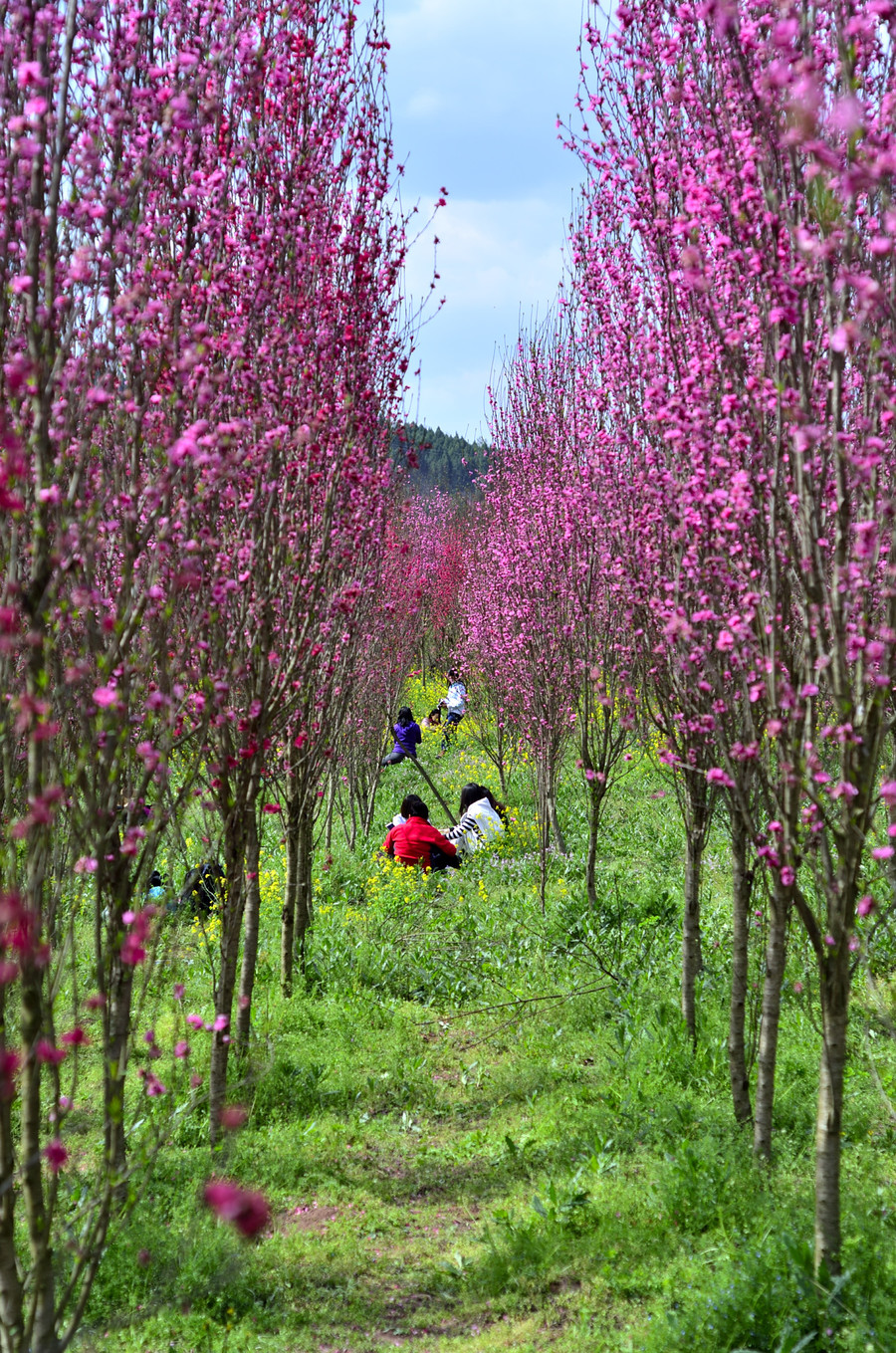 花开的季节