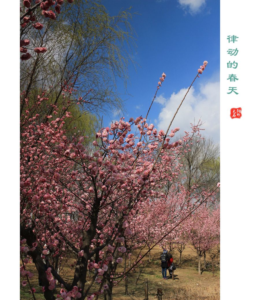 【律动的春天摄影图片】风光摄影_太平洋电脑网摄影