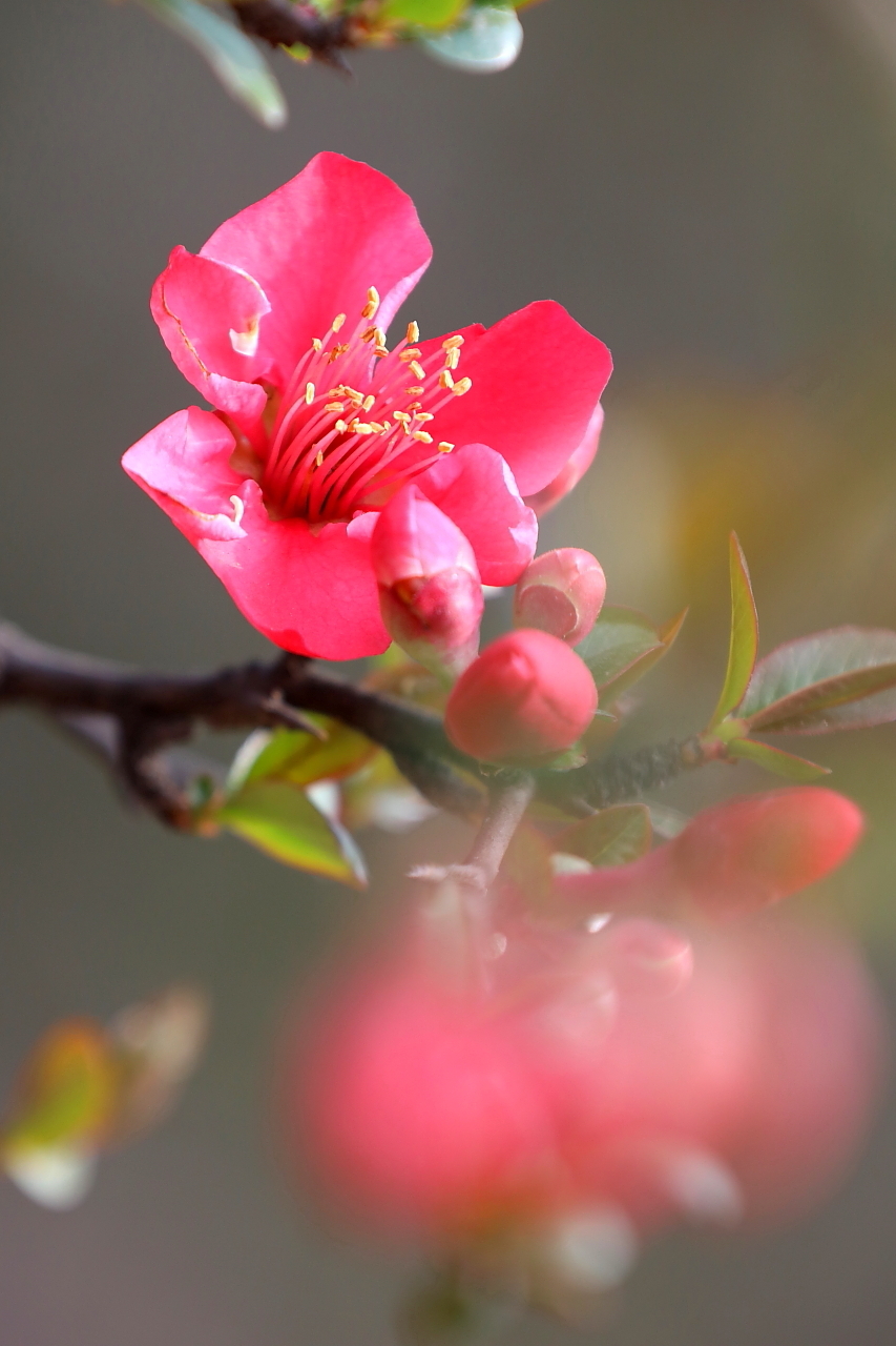 春暖花开