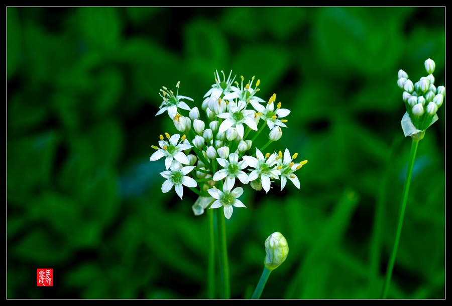 韭菜花