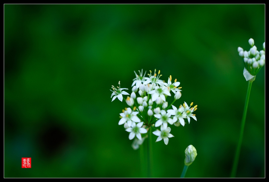 韭菜花