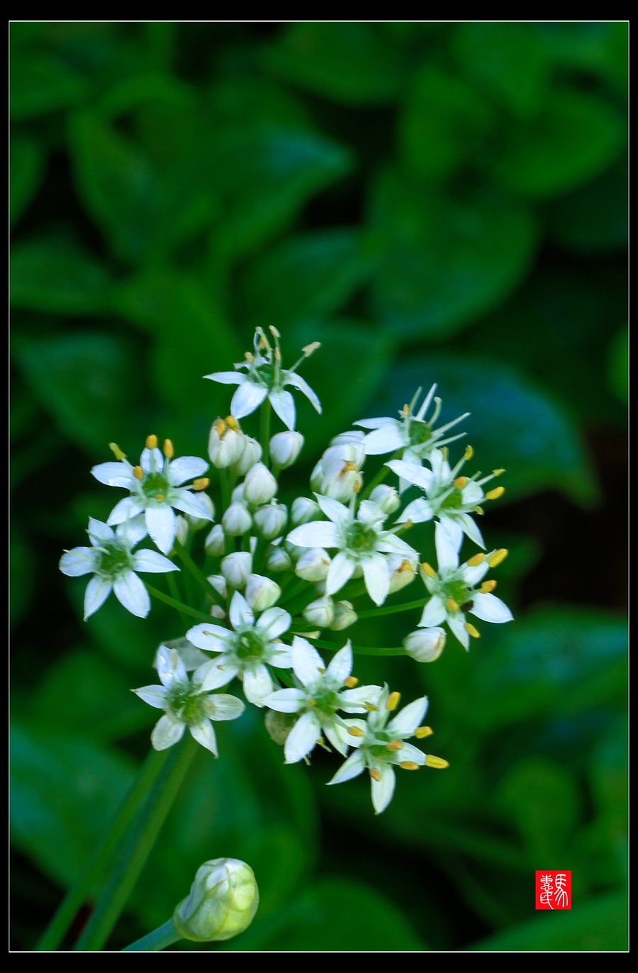 韭菜花