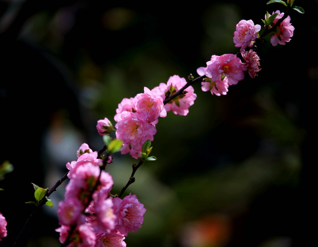 春暖花俏