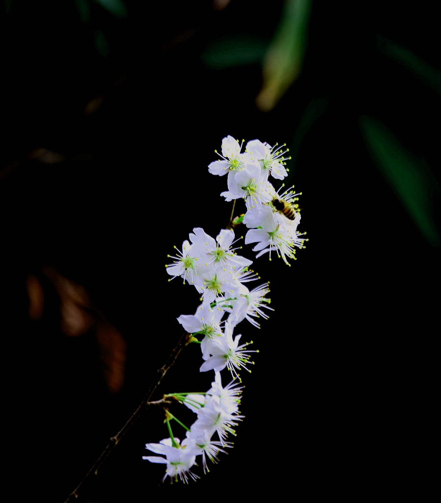 春暖花俏