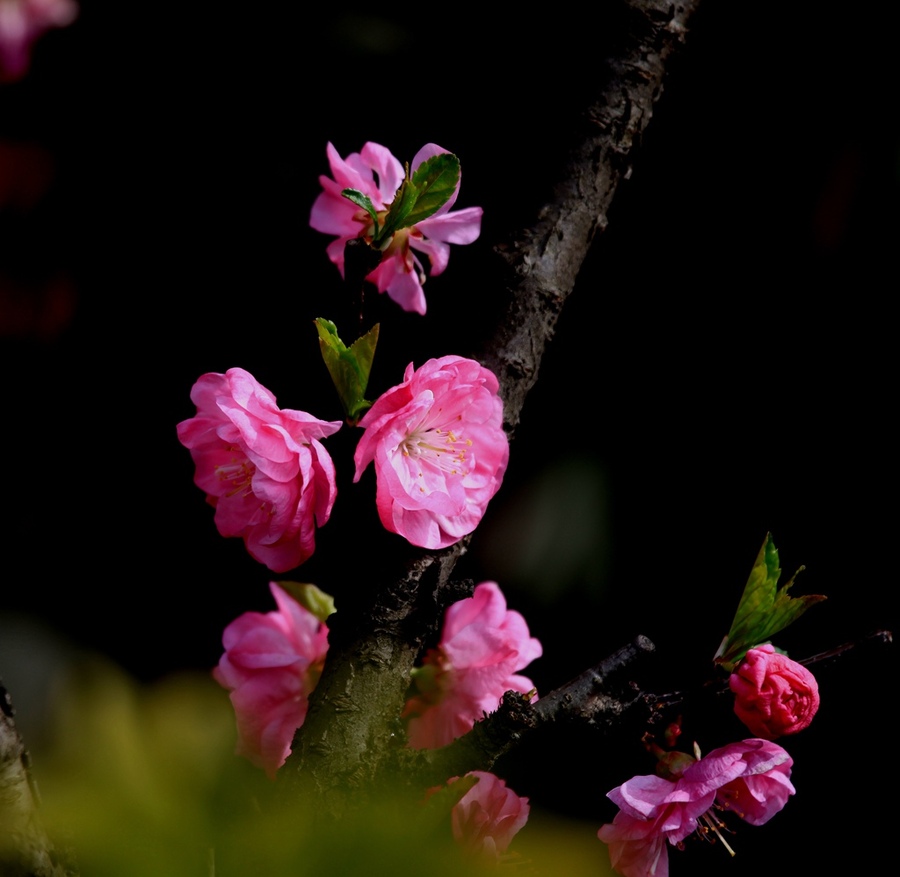 春暖花俏