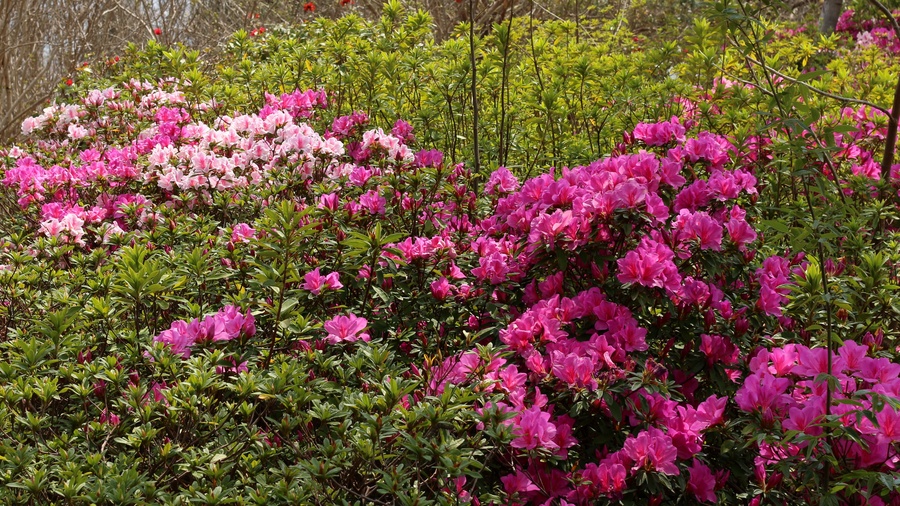 杜鹃花开