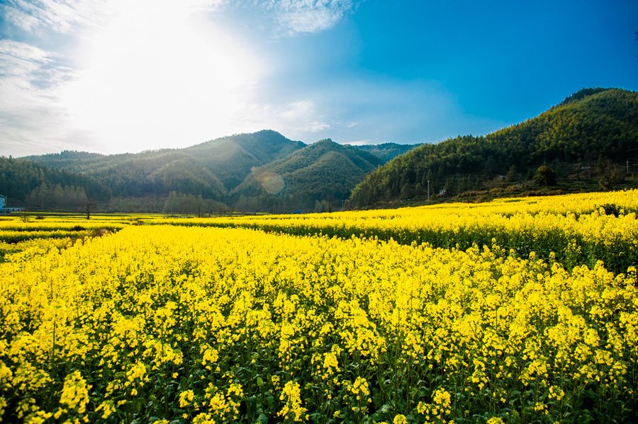 油菜花(卢村)