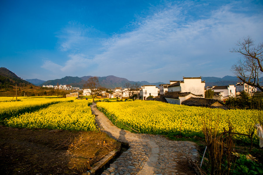 油菜花(卢村)