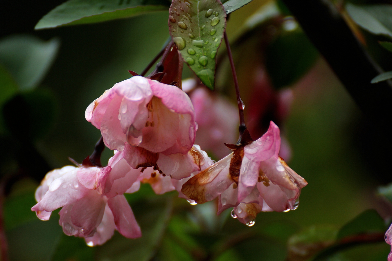 春花烂漫