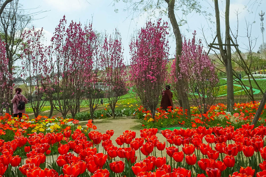 春天的鲜花