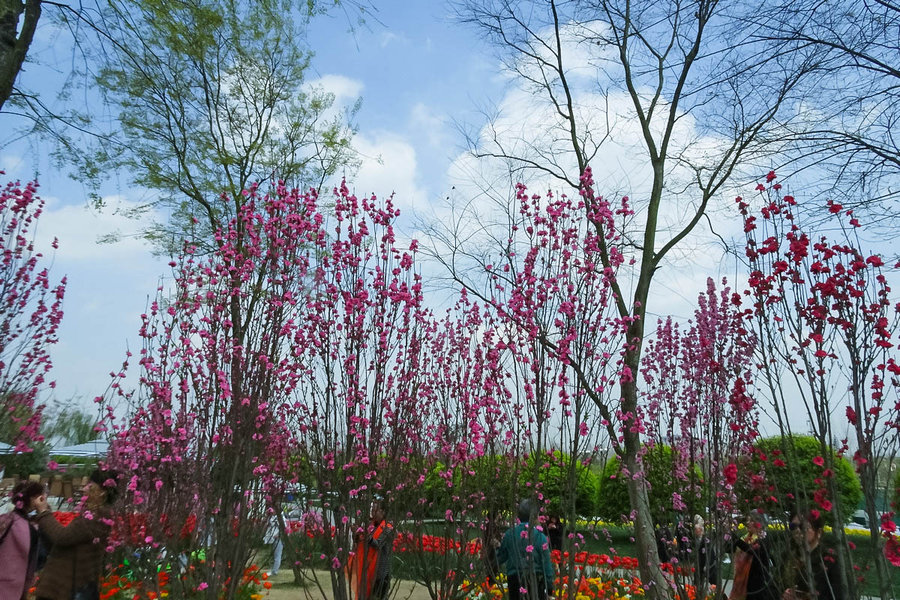 花开春天来