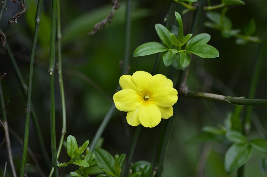 花花草草