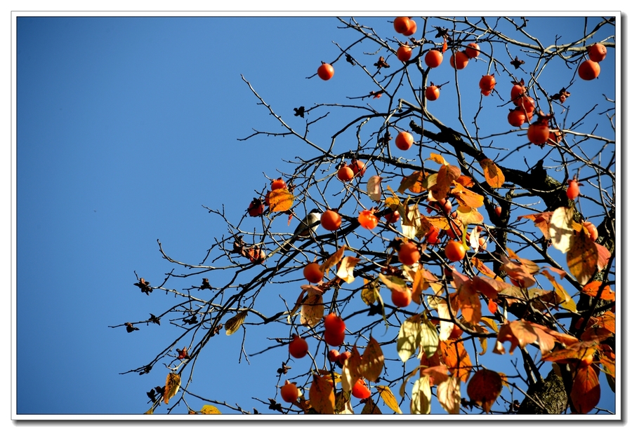 【去年秋天的柿子树摄影图片】生态摄影