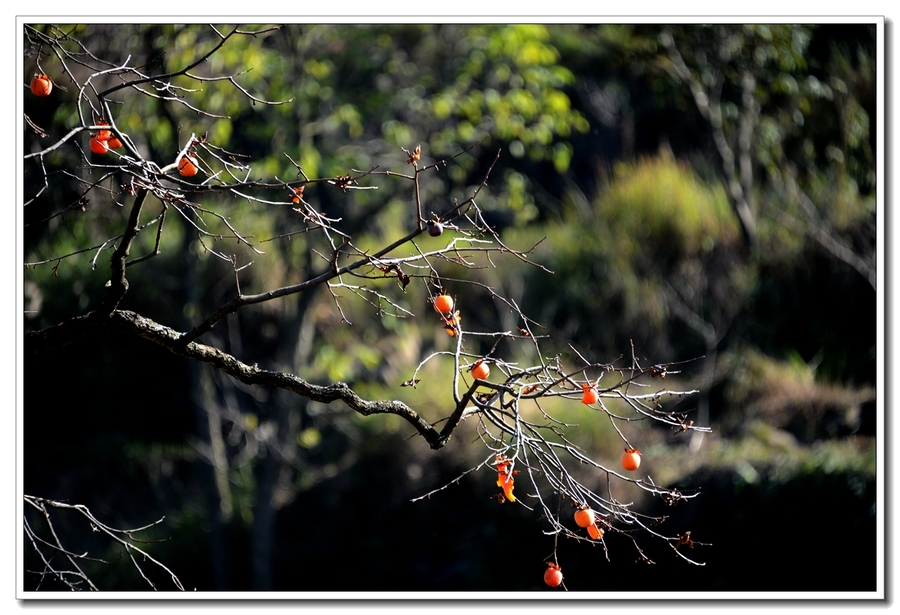 【去年秋天的柿子树摄影图片】生态摄影
