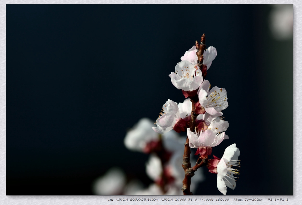 清明时节杏梅开 一