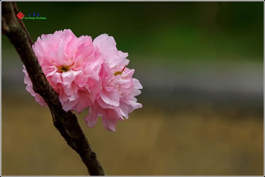 樱花节的樱花