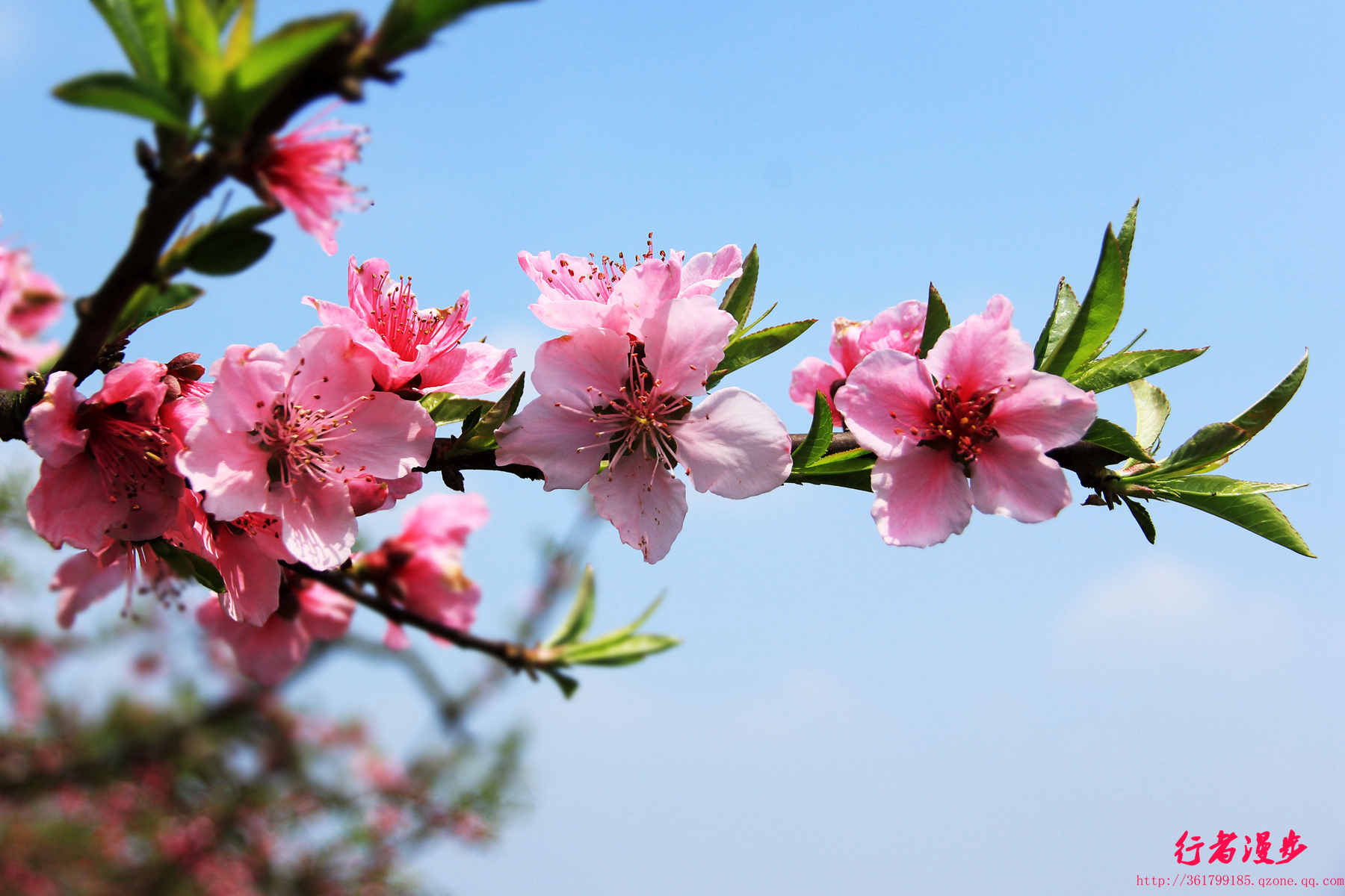 桃花朵朵春天好美