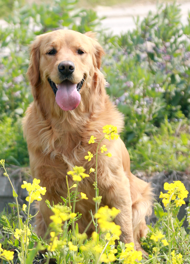 【罗店罗溪村油菜花田中的金毛犬"豆豆"摄影图片】_毛