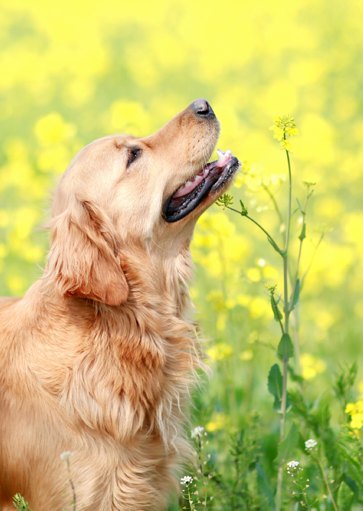 罗店罗溪村油菜花田中的金毛犬"豆豆"