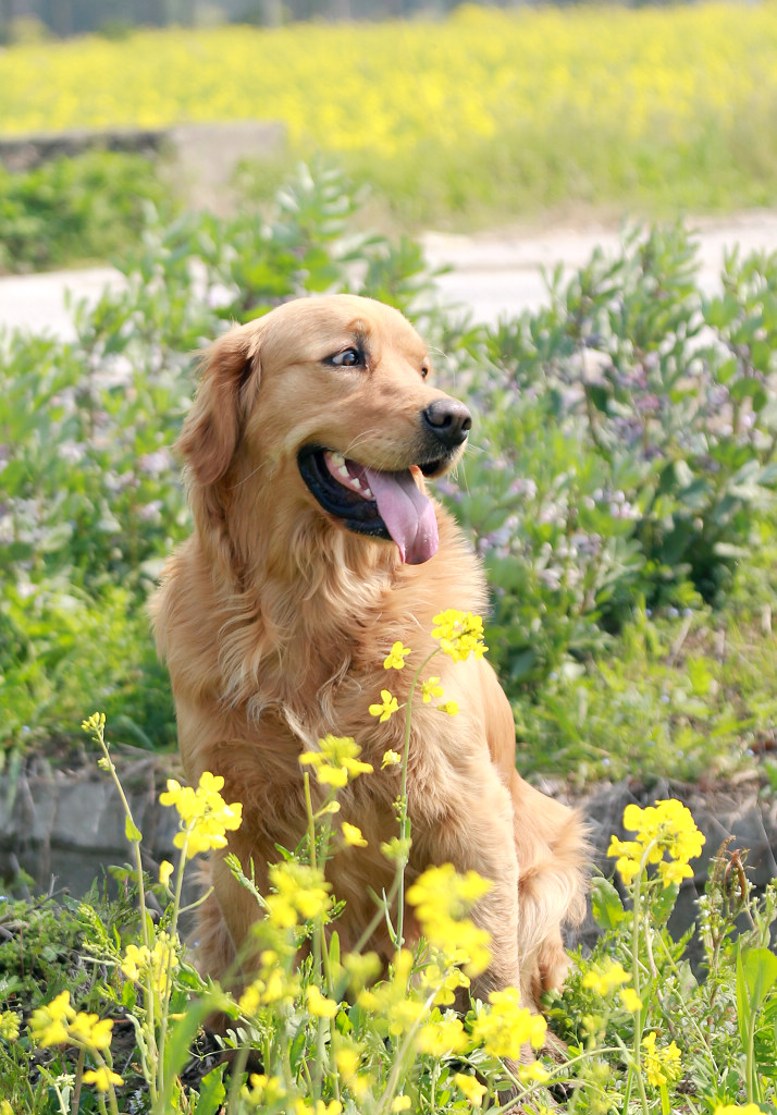 罗店罗溪村油菜花田中的金毛犬"豆豆"