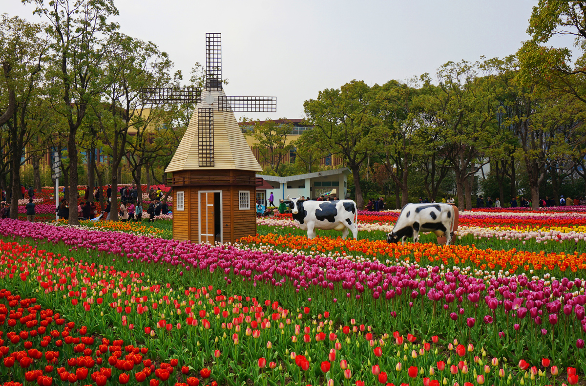 漫地遍植郁金香 - 大宁灵石公园花展