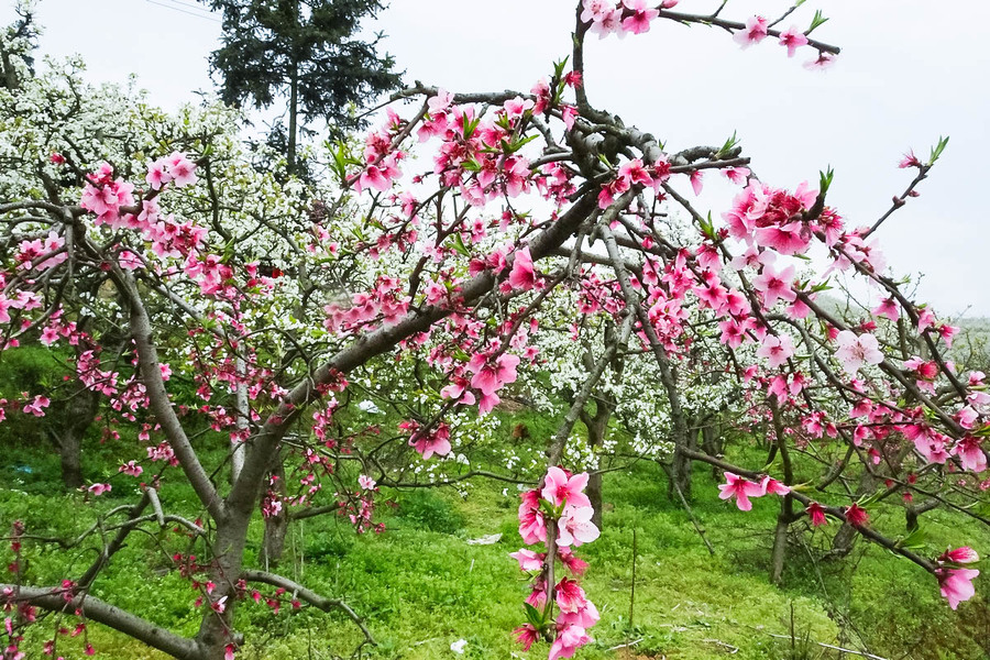 镇远桃花梨花盛开