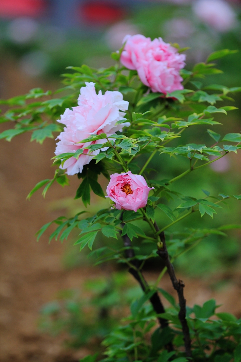 又到牡丹花开时(二)