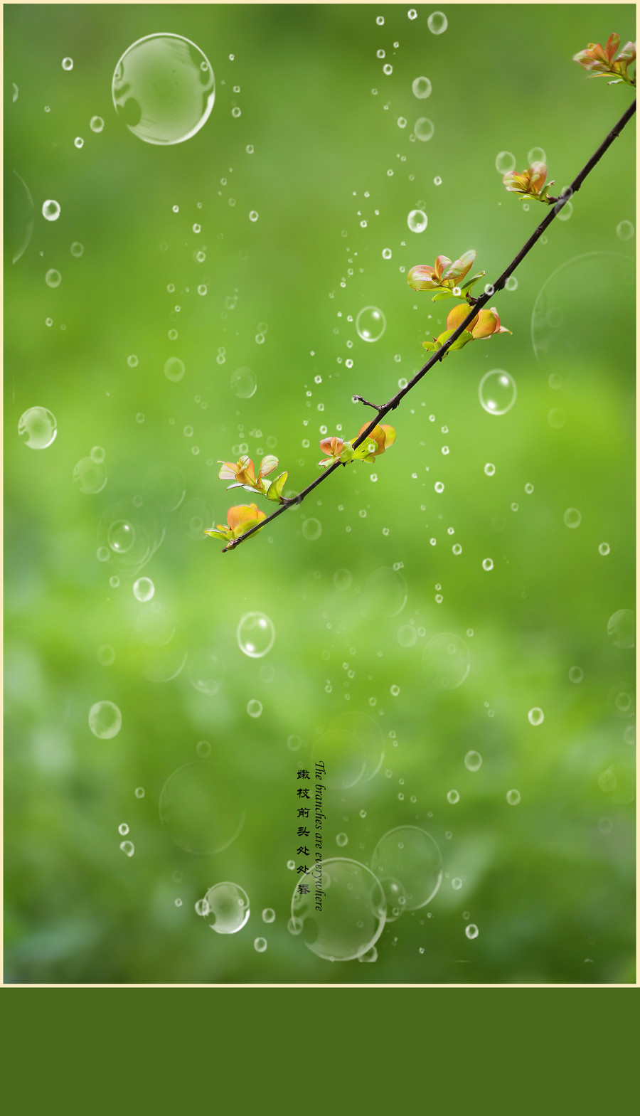 雨润春枝