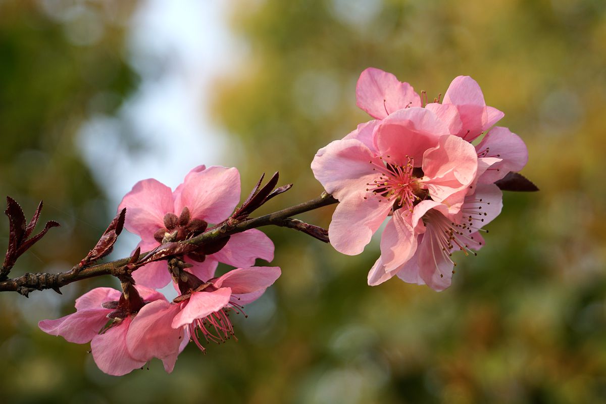 山桃花随拍